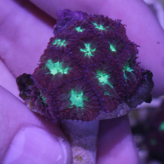 Blastomussa Merletti