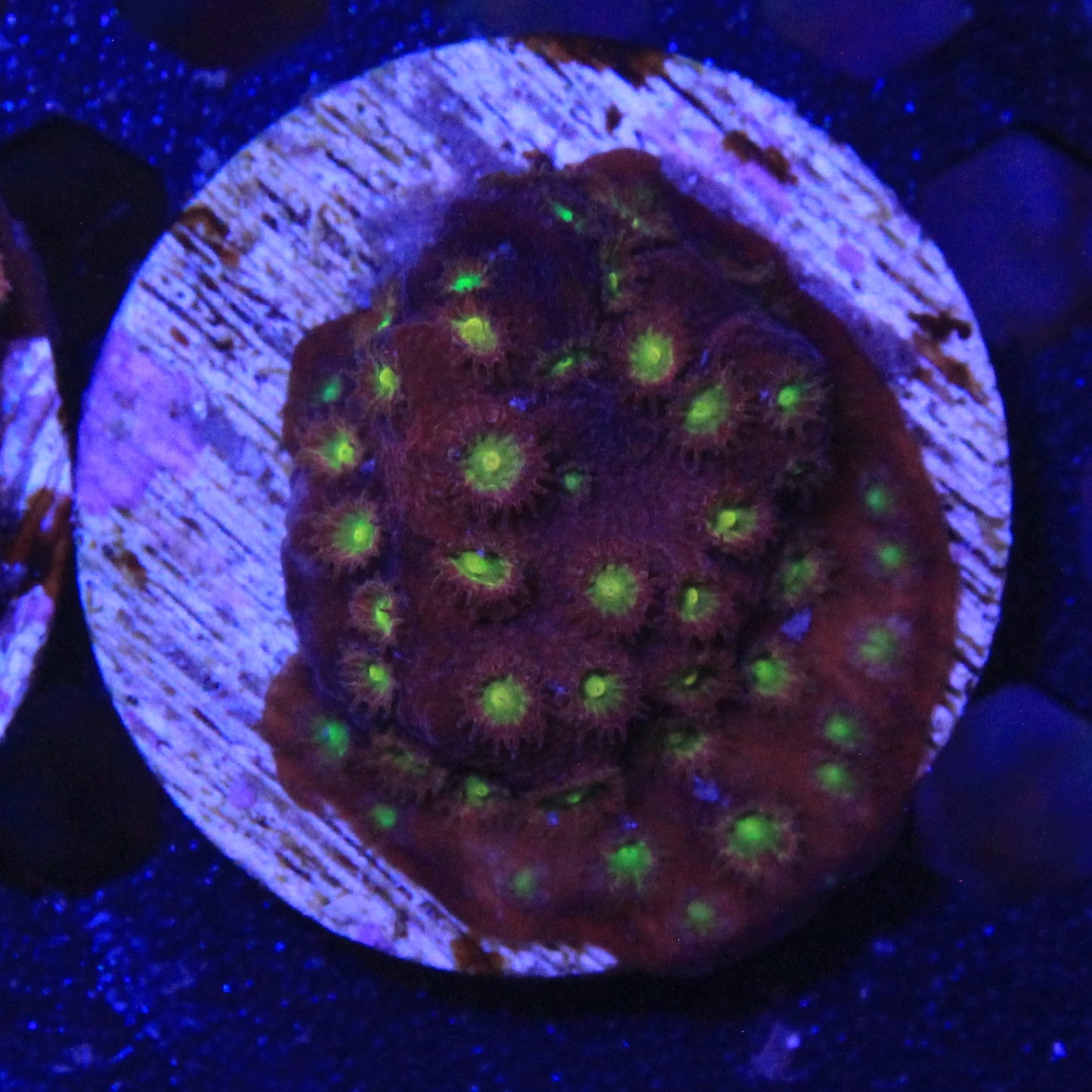 Bling Bling Cyphastrea