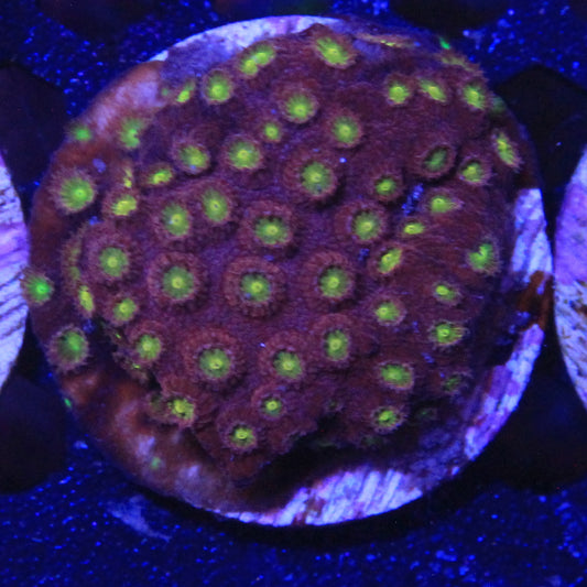 Bling Bling Cyphastrea