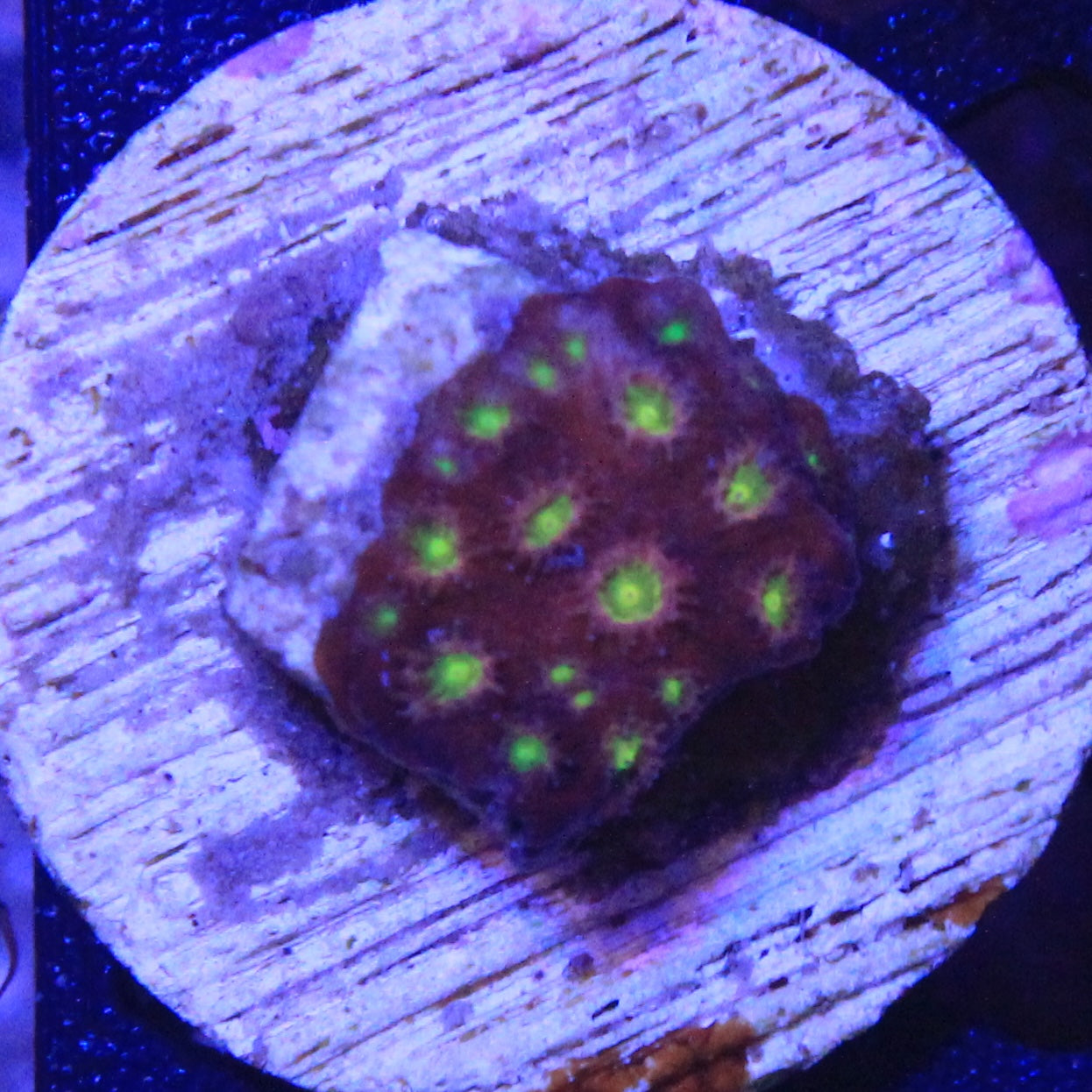 Bling Bling Cyphastrea