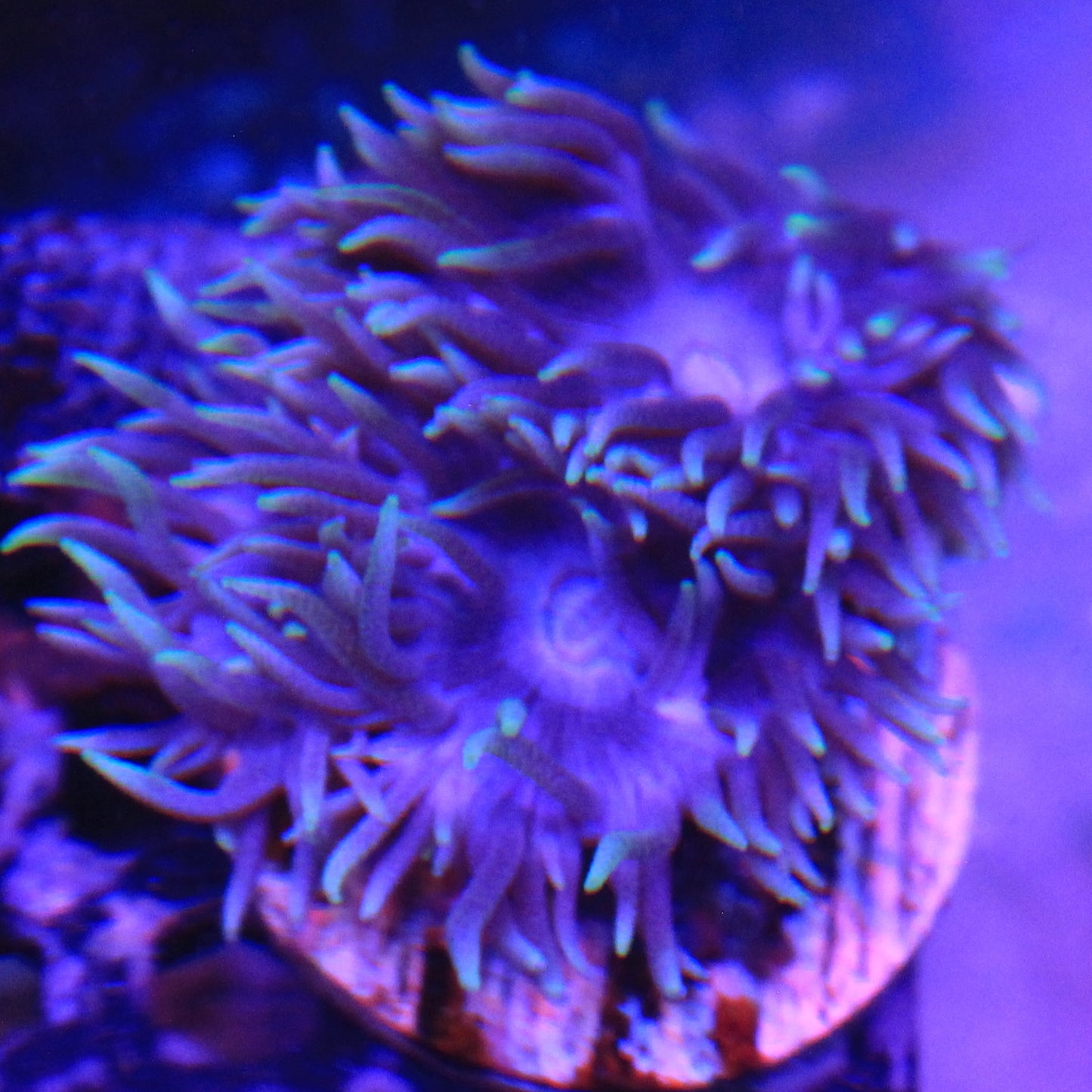 Blue Duncan