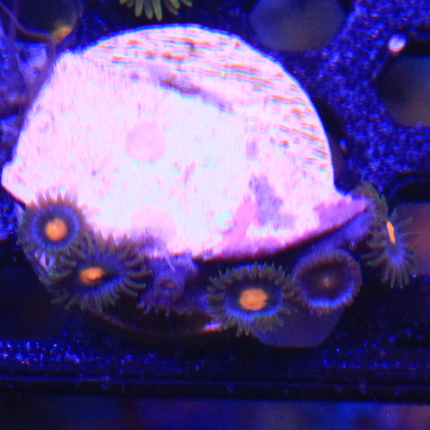 Blue Halo Inferno Zoa