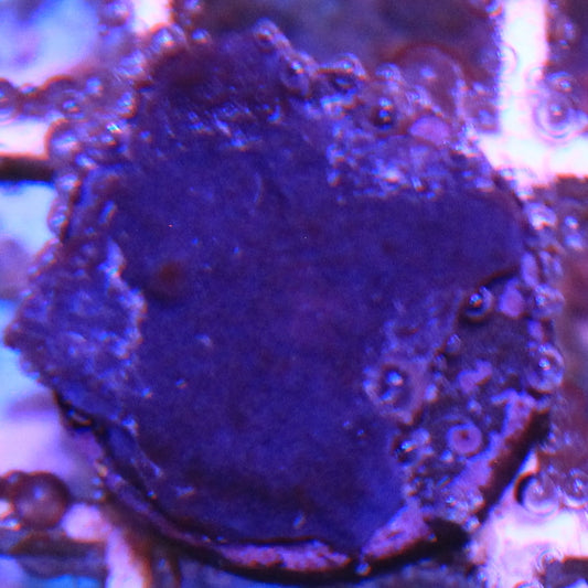 Blue Plating Photosynthetic Sponge