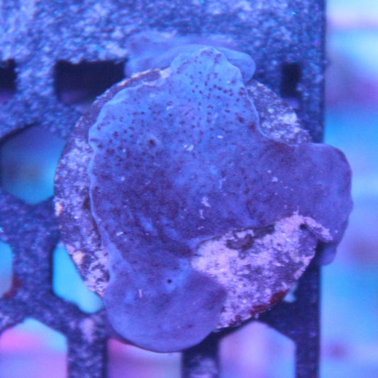 Blue Plating Photosynthetic Sponge