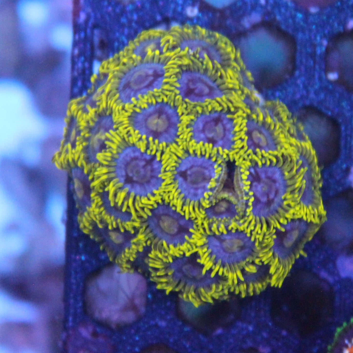 Blueberry Field Zoa