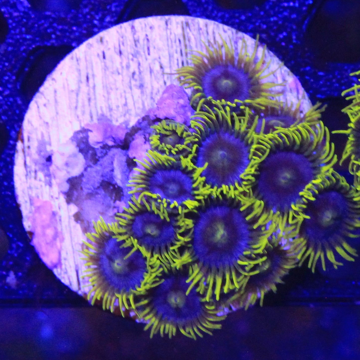 Blueberry Fields Zoa