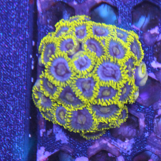 Blueberry Field Zoa