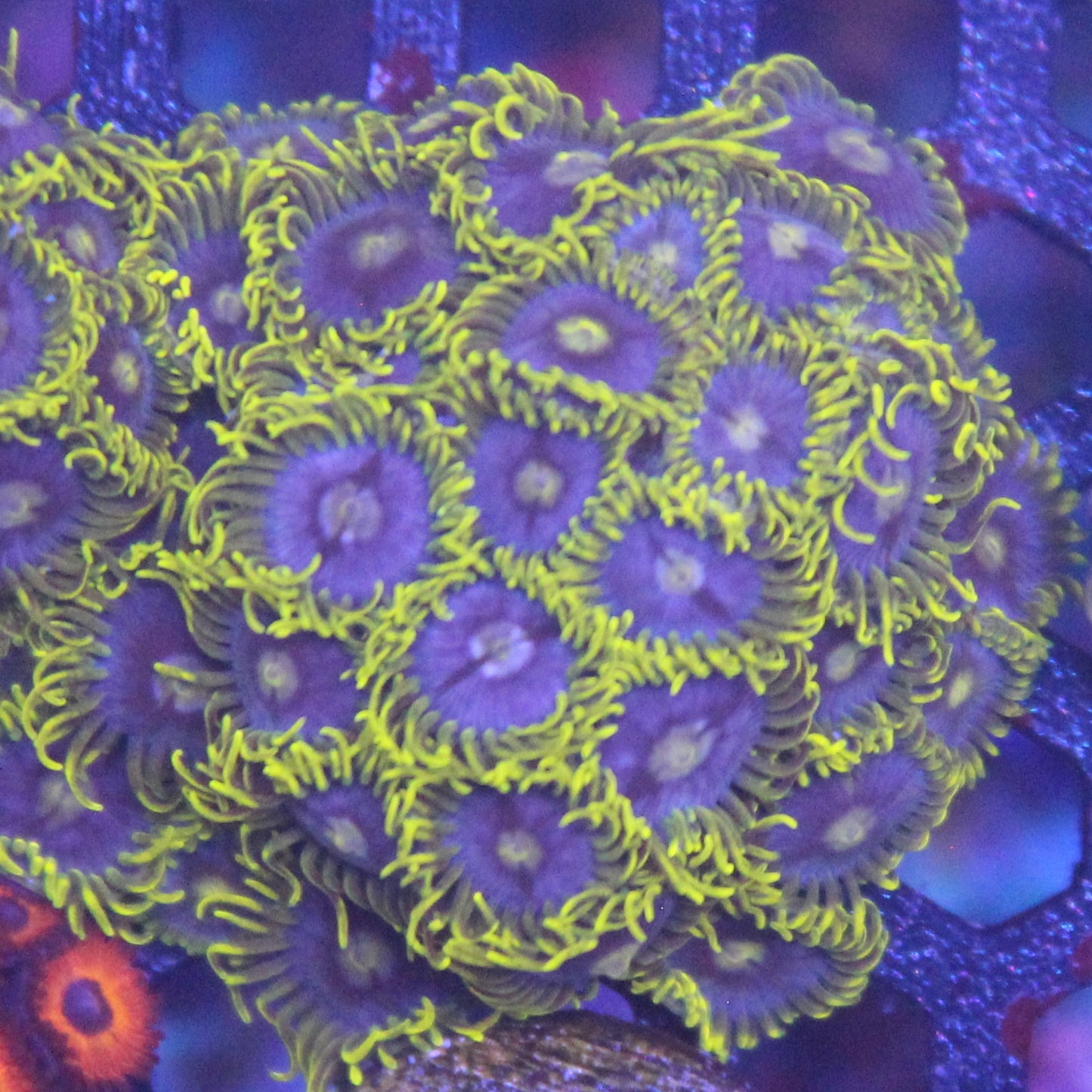 Blueberry Field Zoa