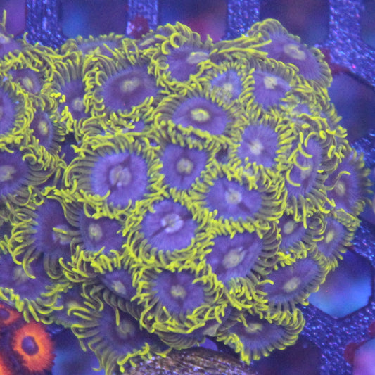 Blueberry Field Zoa