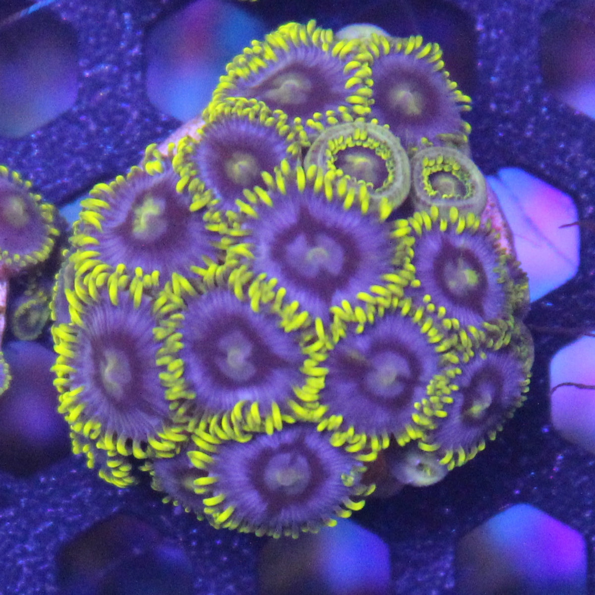 Blueberry Field Zoa
