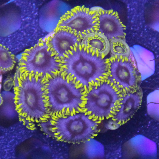 Blueberry Field Zoa