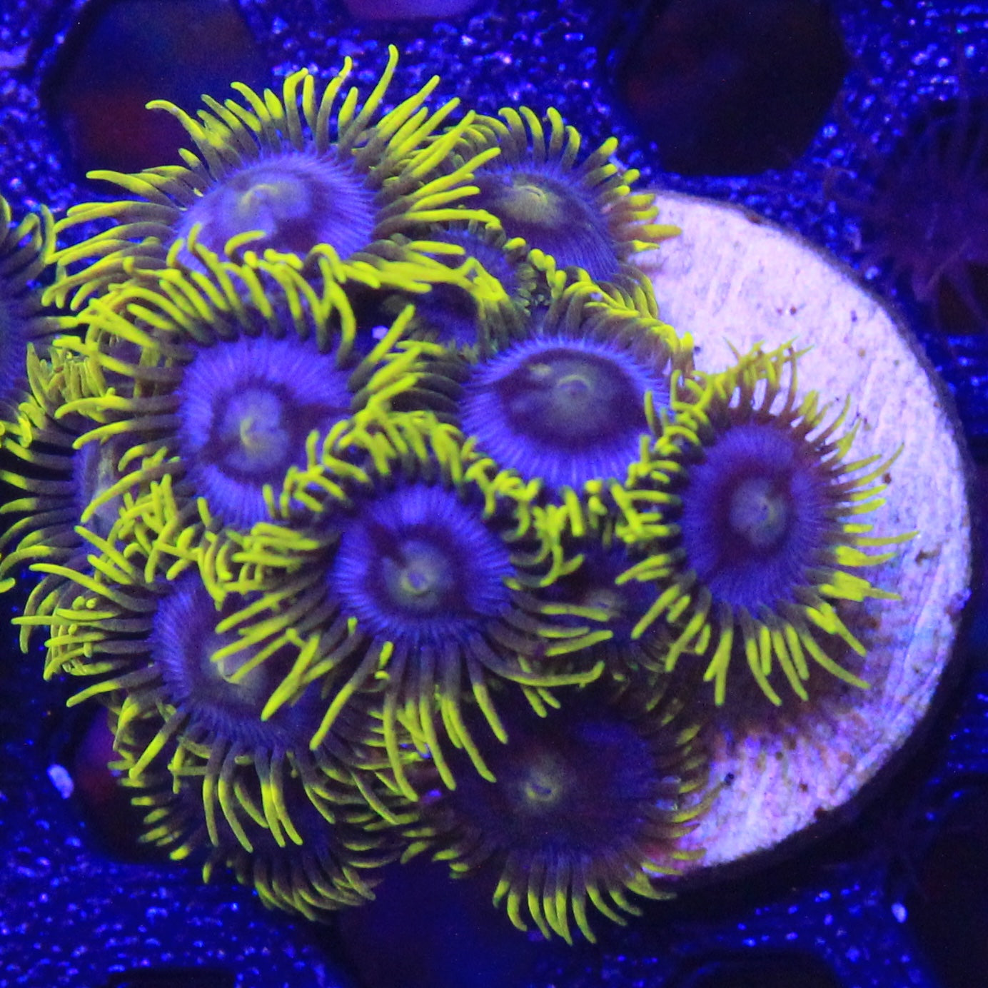 Blueberry Fields Zoa