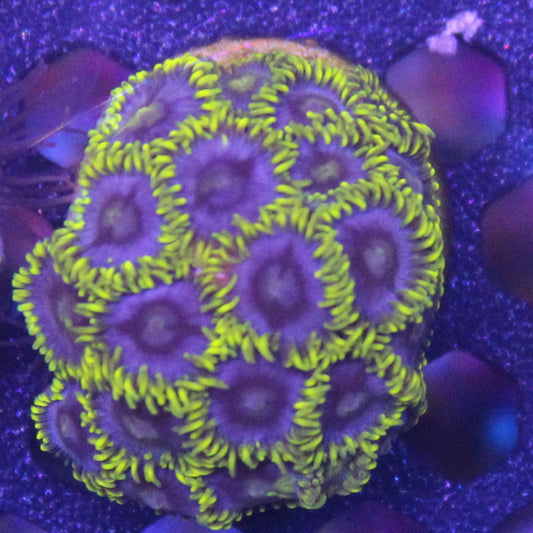Blueberry Field Zoa