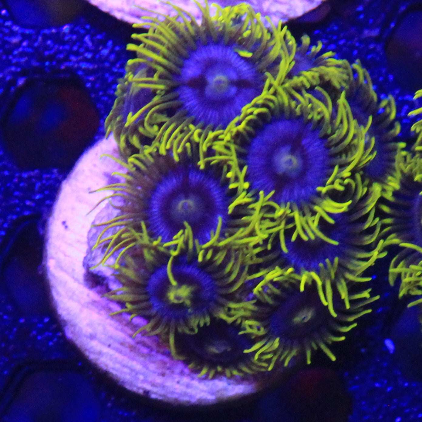 Blueberry Fields Zoa