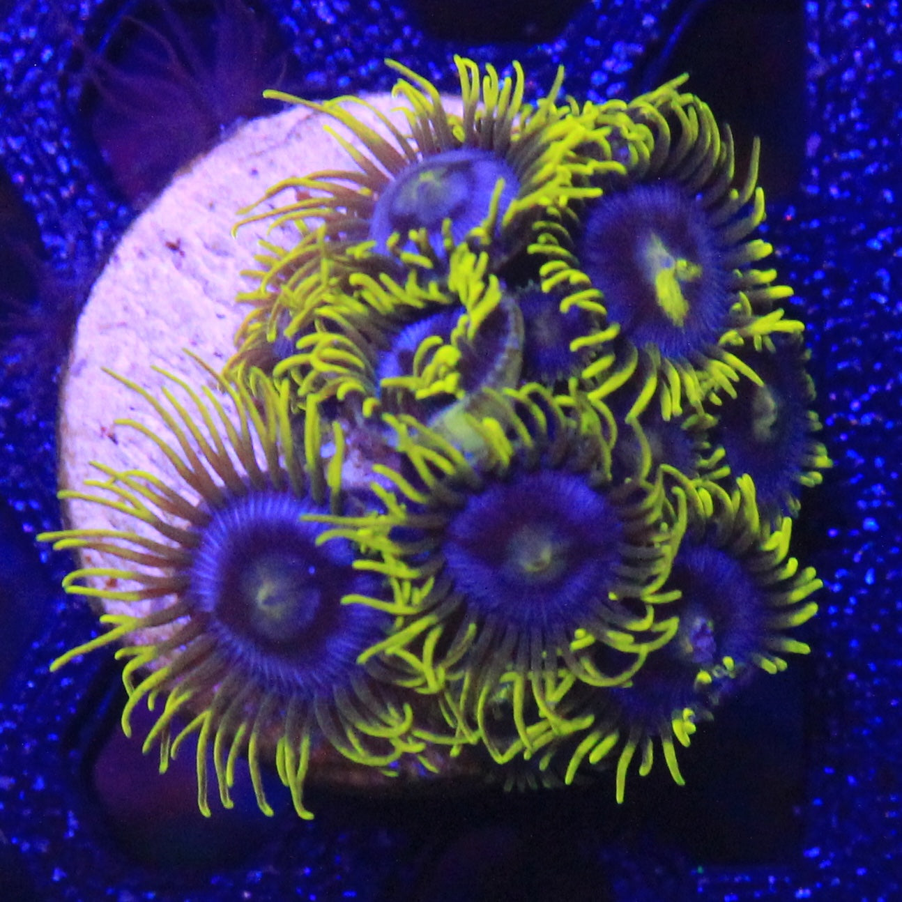 Blueberry Fields Zoa
