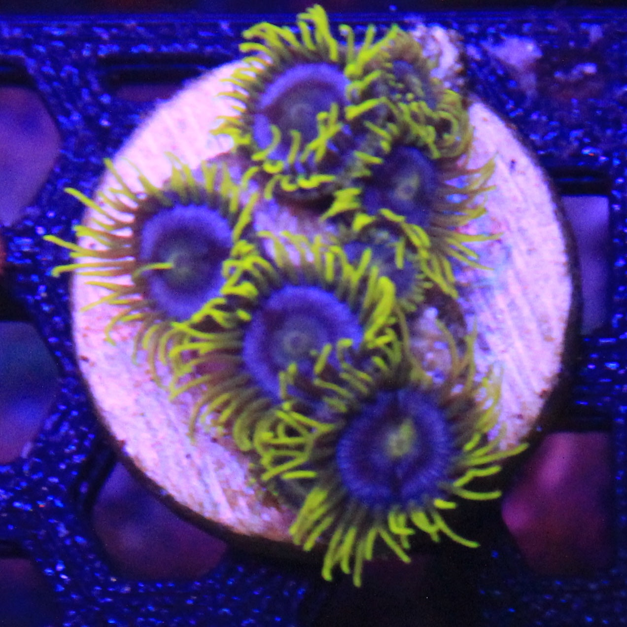 Blueberry Fields Zoa