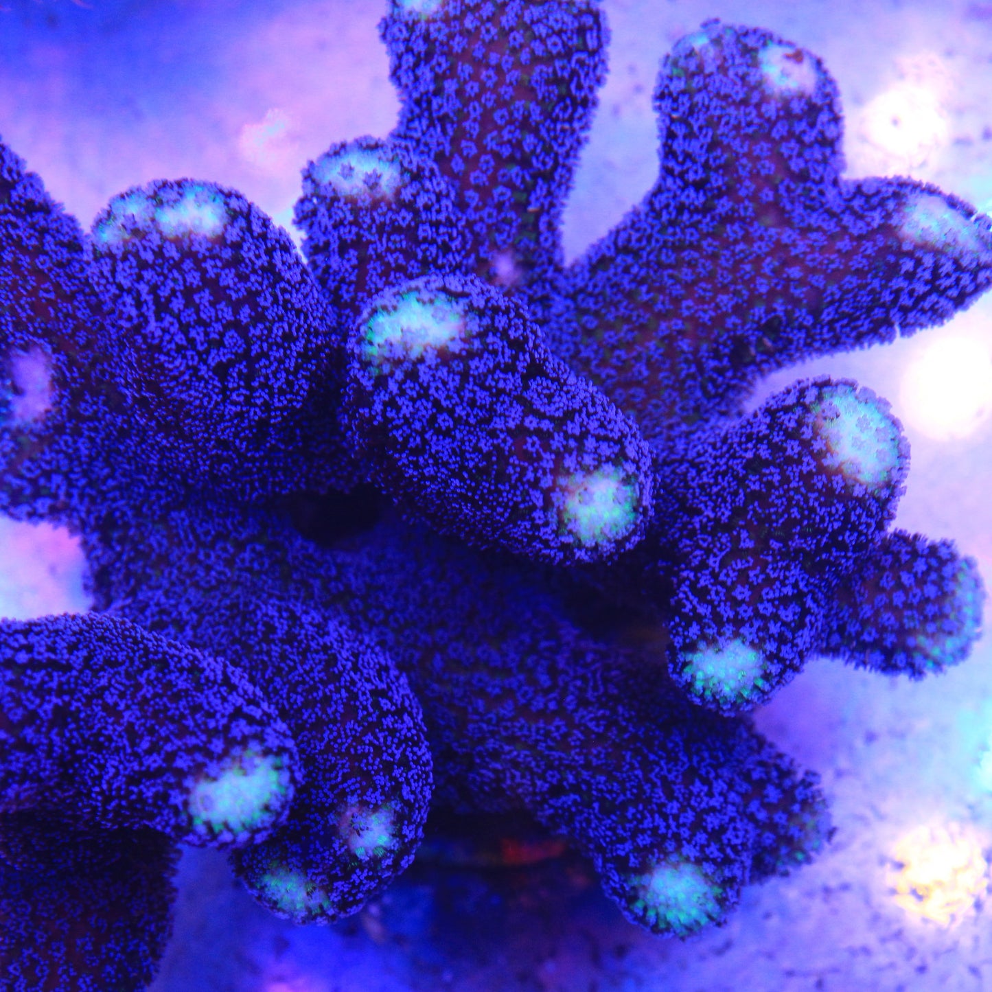 Blueberry Stylopora Colony