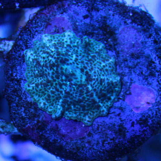 Bue Leopard Mushroom