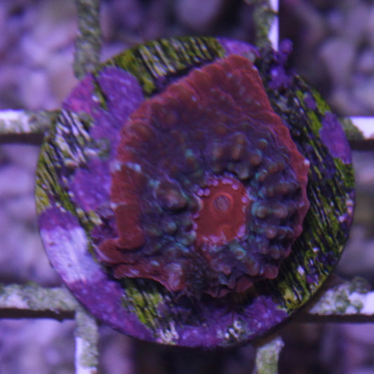 Blue with Red Rim Chalice