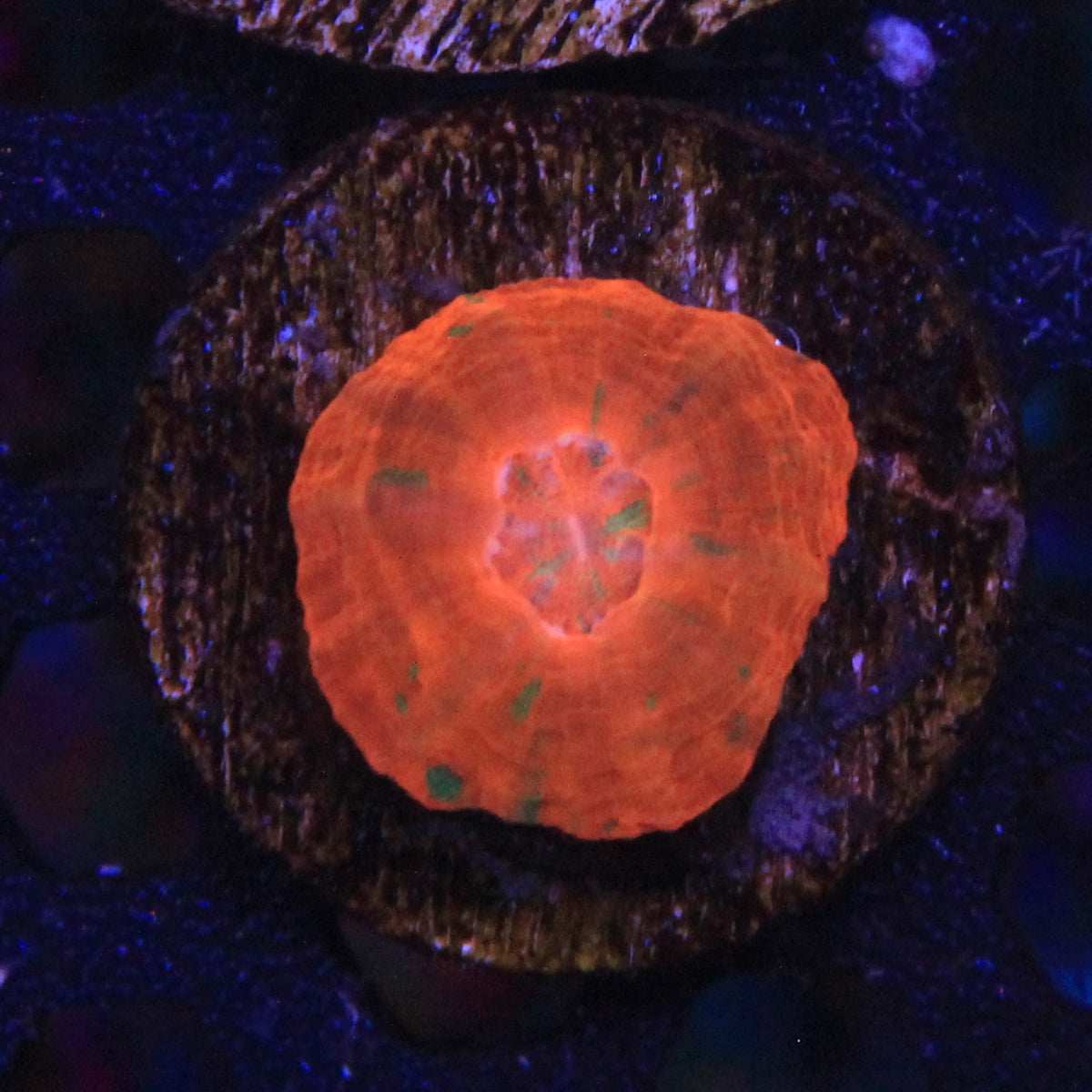 Captive Spawn Scoly