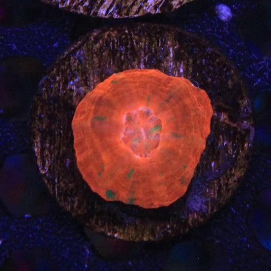 Captive Spawn Scoly