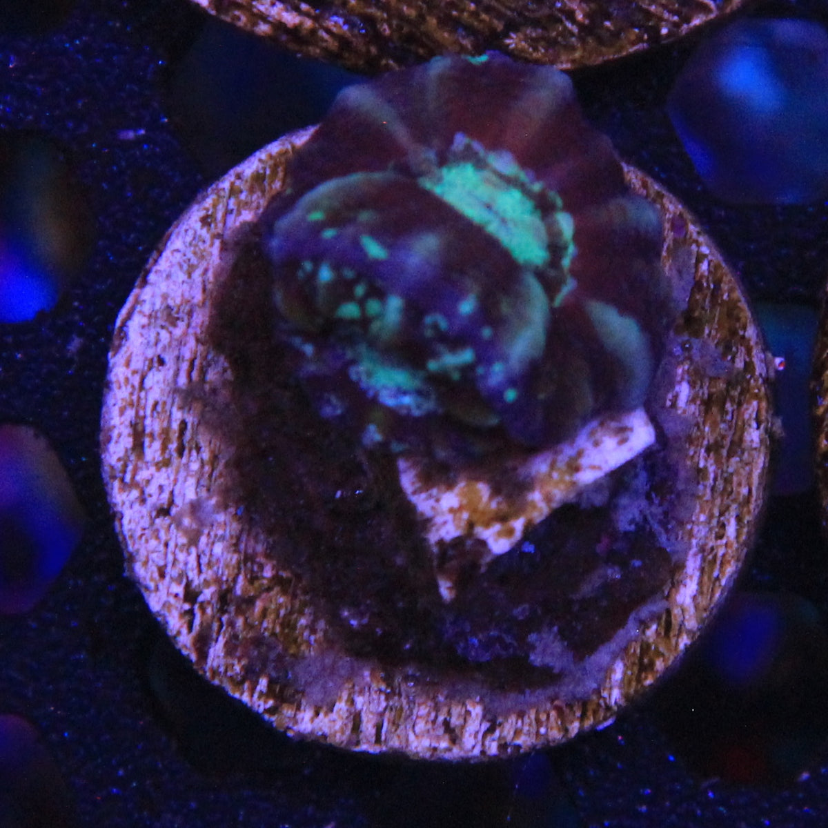 Captive Spawn Double Scoly
