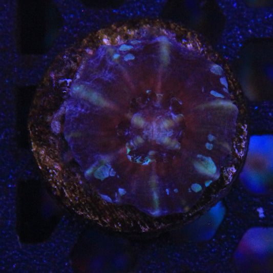 Captive Spawn Scoly