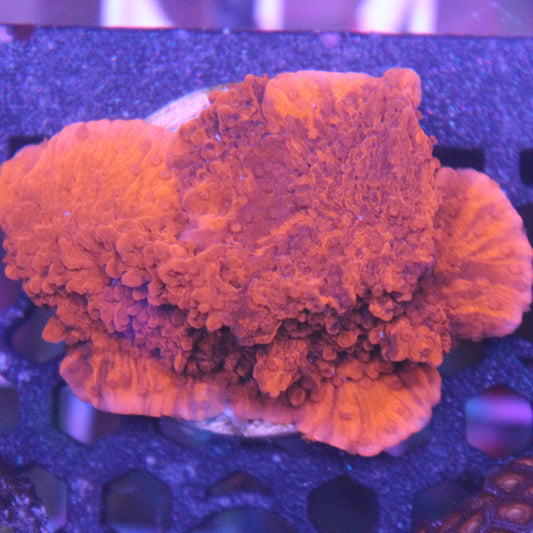 Cherry Garcia Grafted Montipora