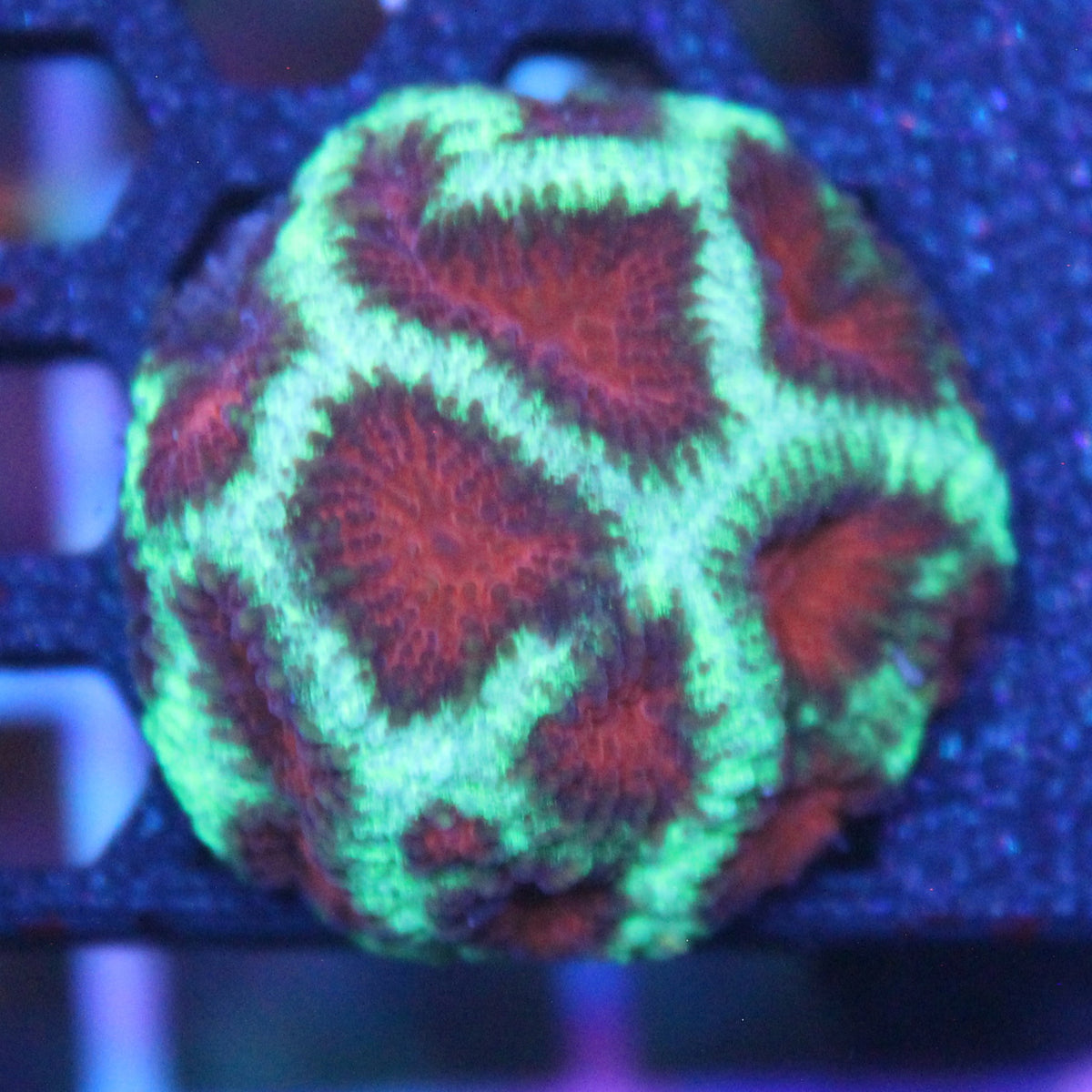 Christmas Tree Favia