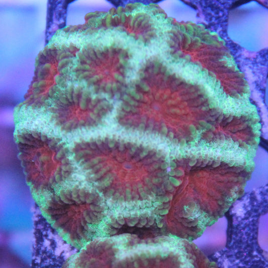 Christmas Tree Favia