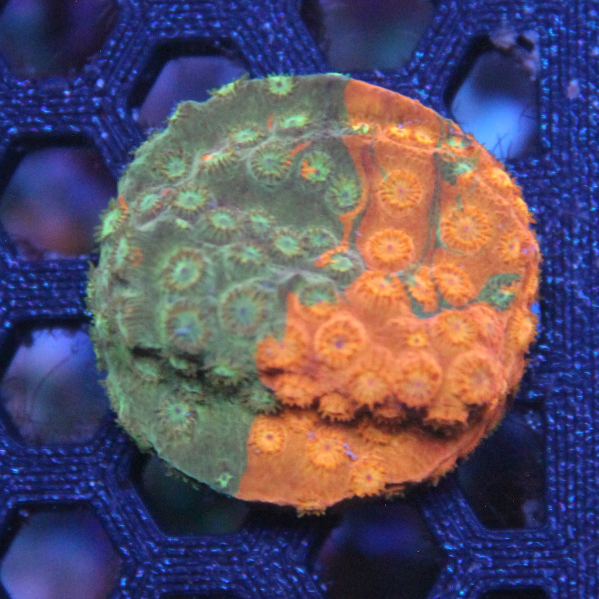 Circuit Breaker Cyphastrea
