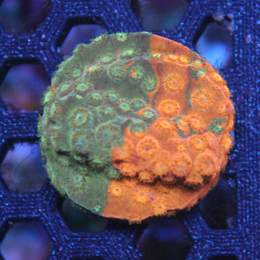 Circuit Breaker Cyphastrea