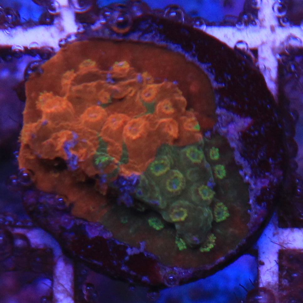 Circuit Breaker Cyphastrea