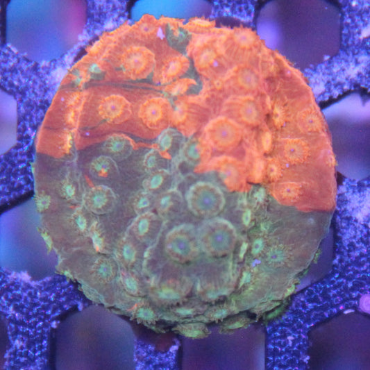 Circuit Breaker Cyphastrea