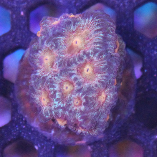 Citrus Favia