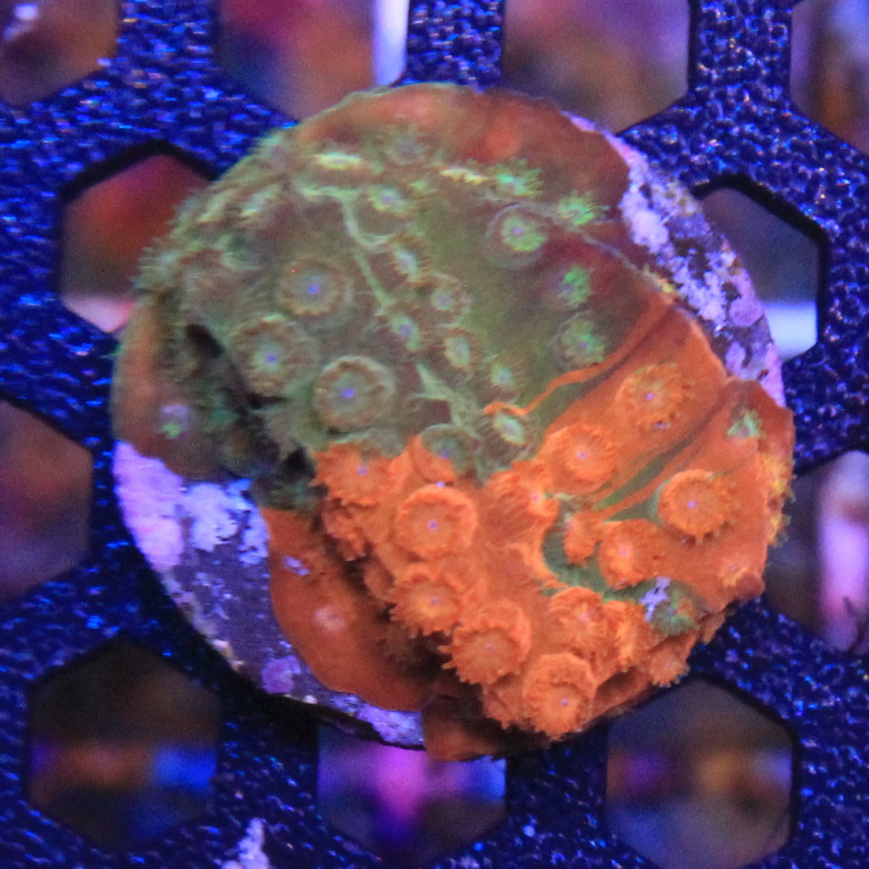 Circuit Breaker Cyphastrea