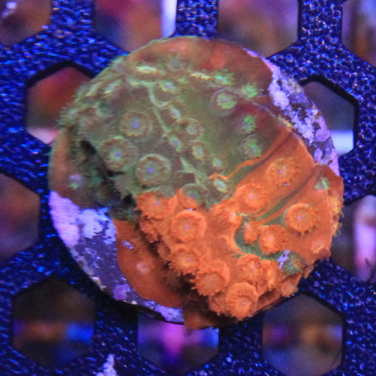 Circuit Breaker Cyphastrea