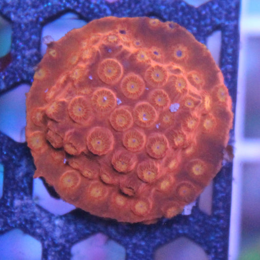 Citrus Burst Cyphastrea