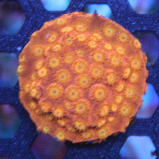 Citrus Burst Cyphastrea