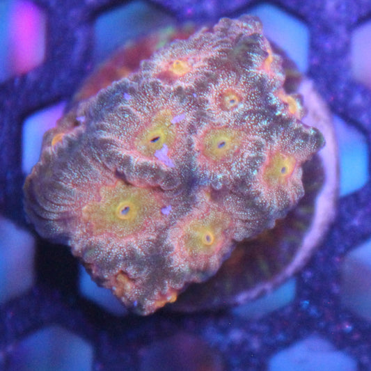 Citrus Favia