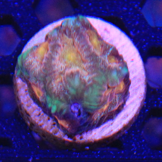 Citrus Splash Favia
