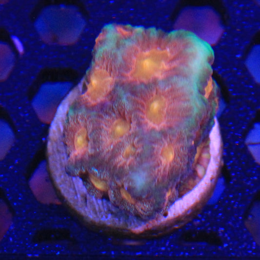 Citrus Splash Favia