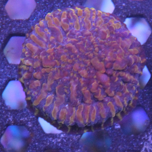 Cloudberry Chalice