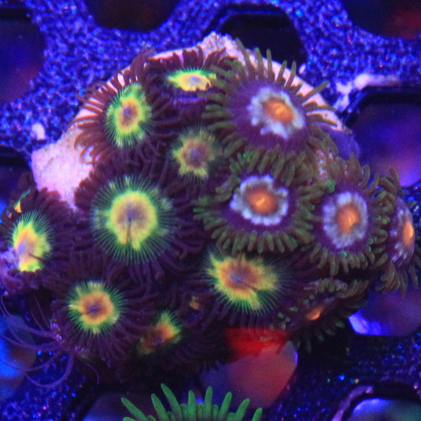 Combo Zoa