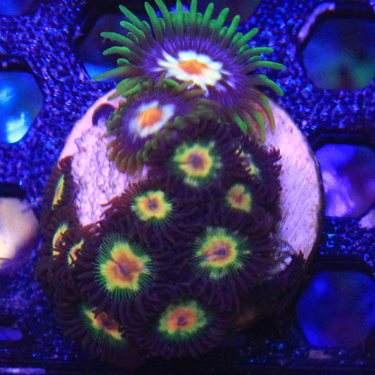 Combo Zoa