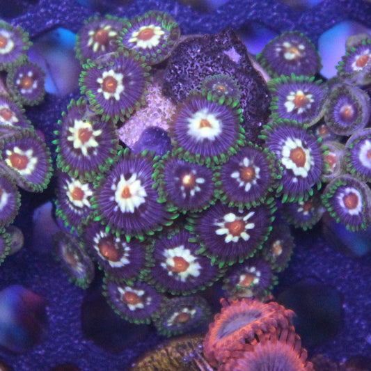 Daisy Cutter Zoa