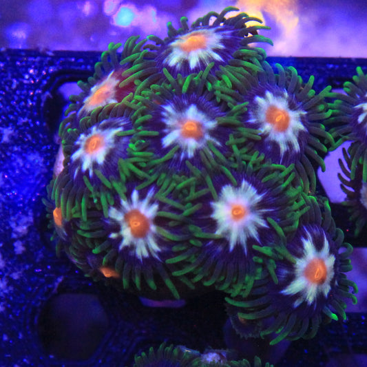 Daisy Cutter Zoa