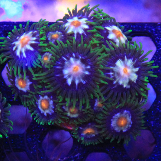 Daisy Cutter Zoa