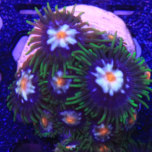 Daisy Cutter Zoa