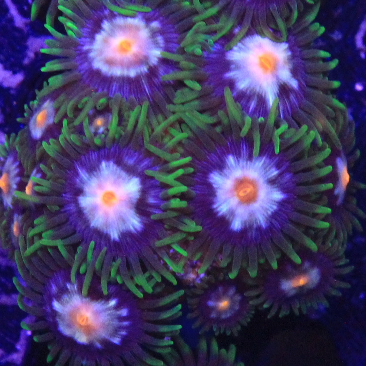 Daisy Cutter Zoa